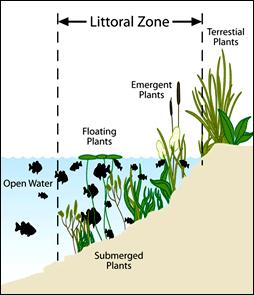 Littoral Zone Graphic